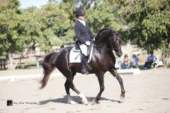 Beau-Dressage-3
