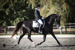 Beau-Dressage