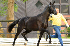 Dubarry-4