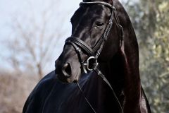 Dubarry-77