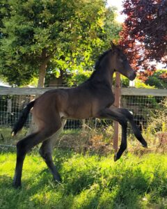 Dalliance WSS “June”